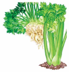 All About Growing Celery Image